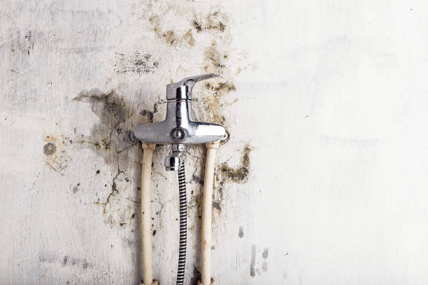 Best Basement Mold Remediation in Lone Pine, CA