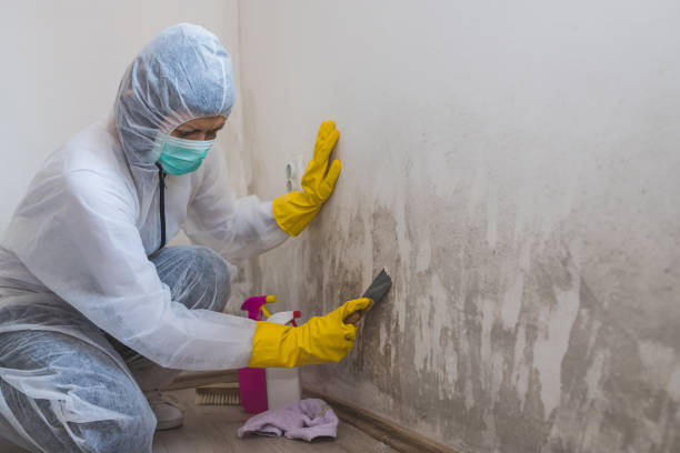 Best Localized Mold Remediation (e.g., coastal areas, humid climates) in Lone Pine, CA