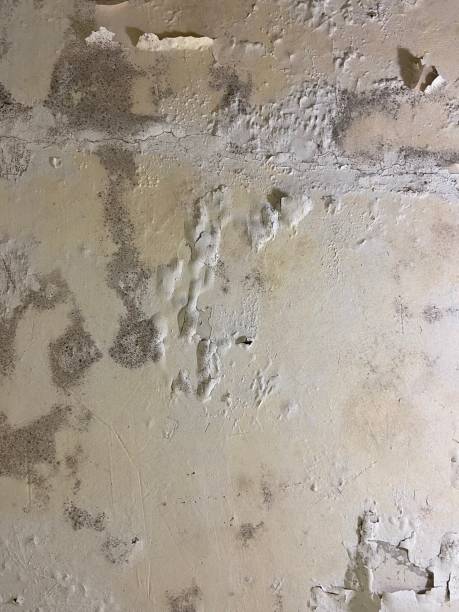 Best White Mold Remediation in Lone Pine, CA