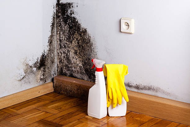 Best Attic Mold Remediation in Lone Pine, CA