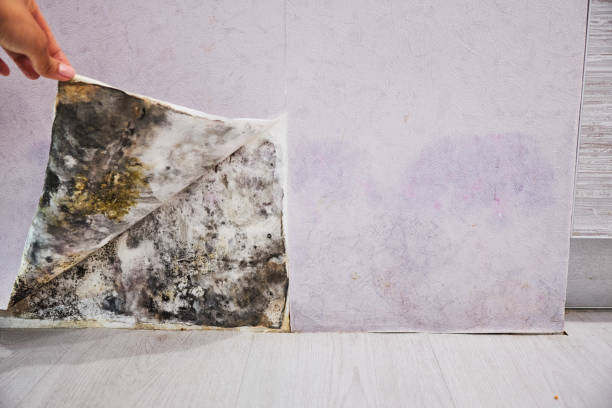 Trusted Lone Pine, CA Mold Remediation Experts